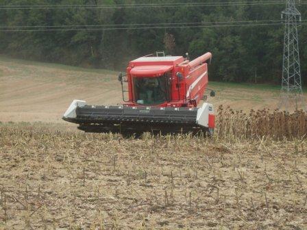 Moisson tournesol avec broyeur de tiges Travaux agricoles
